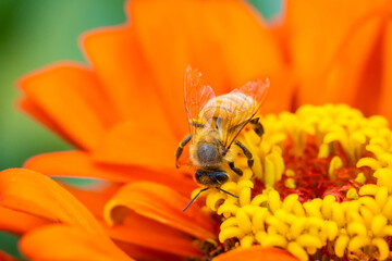 Close up honey bee collecting nectar on orange zinnia flower