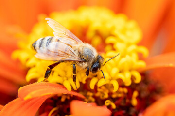 Close up honey bee collecting nectar on orange zinnia flower