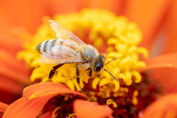 Close up honey bee collecting nectar on orange zinnia flower