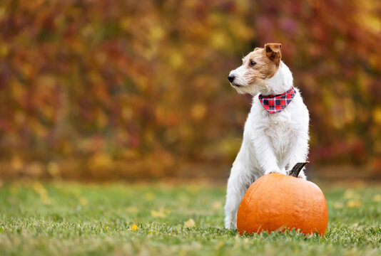 Cute pet dog puppy standing on a pumpkin in autumn. Halloween, happy thanksgiving day or fall background.