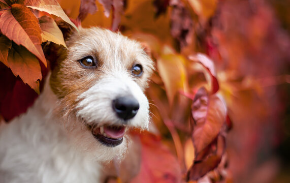 Happy cute pet dog puppy listening in the red autumn leaves. Fall background.