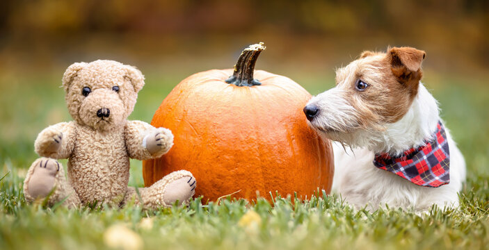 Funny pet dog with a pumpkin and a toy in the grass in autumn. Halloween, happy thanksgiving day or fall banner.