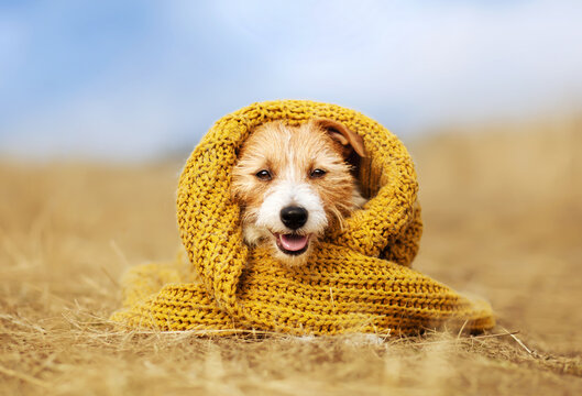 Cute happy smiling pet dog puppy as wearing warm pullover cloth. Cold autumn, fall, winter, flu or animal clothing.