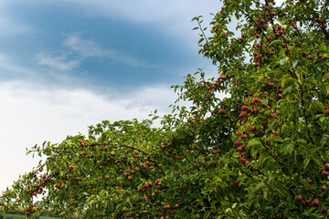 Fototapeta na wymiar Apple tree with red fruit on blue sky background