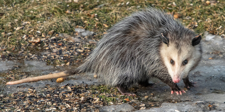 Ontario possum foraging birdseed early spring 