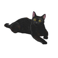 Gato negro sobre fondo blanco