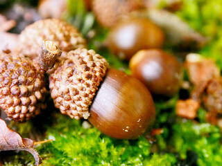 ミズナラのどんぐり