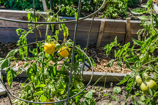 Pea Patch Tomatoes_2