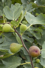 Figues rouges dans l'arbre	