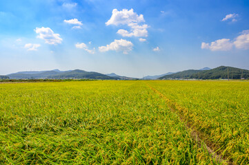 Korean traditional rice farming. Korean rice farming scenery. Korean rice paddies.Rice field and the sky in Ganghwa-do, Incheon, South Korea.