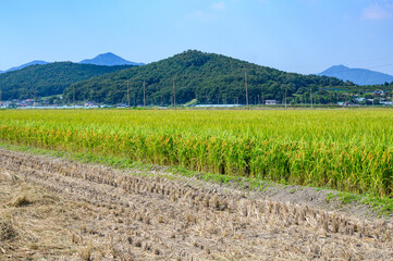 Fototapeta premium Korean traditional rice farming. Korean rice farming scenery. Korean rice paddies.Rice field and the sky in Ganghwa-do, Incheon, South Korea.