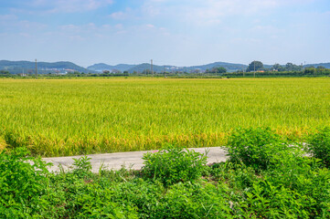 Obraz premium Korean traditional rice farming. Korean rice farming scenery. Korean rice paddies.Rice field and the sky in Ganghwa-do, Incheon, South Korea.