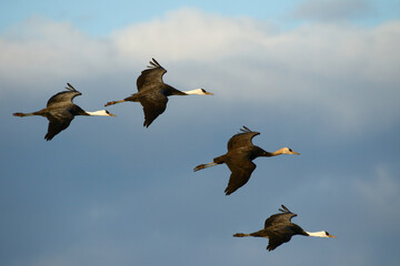 編隊飛行する鶴