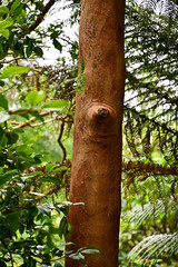 Fototapeta premium Baum mit glatten, braunen Stamm und Astloch im botanischen Garten Inverewe Garden, bei Poolewe, Achnasheen, Highland, Schottland