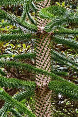 Chilenische Araukarie (Araucaria araucana) Baum im botanischen Garten Inverewe Garden, bei Poolewe, Achnasheen, Highland, Schottland