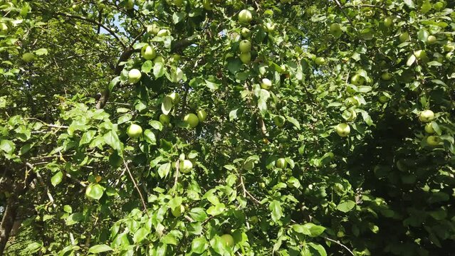 Branches of an apple tree with green apples in the garden in summer.