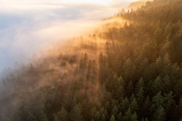 Healthy green trees in a forest of old spruce, trees in wilderness of a national park, lit by bright yellow sunlight. Sustainable industry, ecosystem and healthy environment concepts. Aerial view