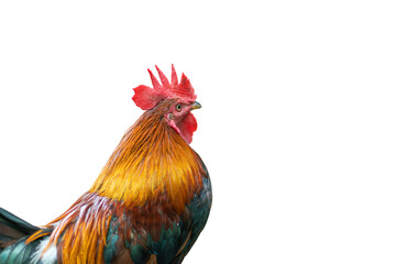 Gamecock rooster isolated