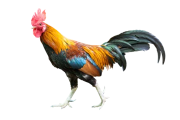 Foto op Plexiglas Gamecock rooster isolated © littlestocker