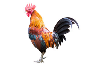 Gamecock rooster isolated - 532509363