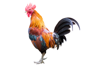 Gamecock rooster isolated