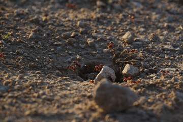 Fire ants at mound closeup during summer in Texas.
