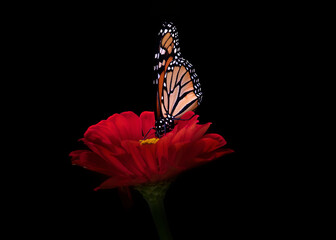 monarch butterfly on zinnia