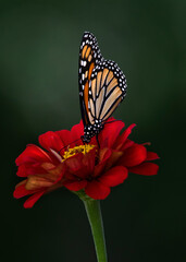 monarch butterfly on zinnia