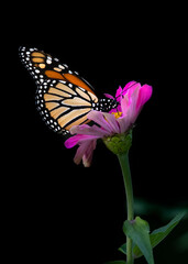 monarch butterfly on zinnia