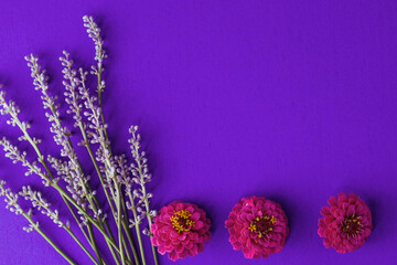 Purple zinnia blooms with copy space by flowers for cheerful mother's day background.