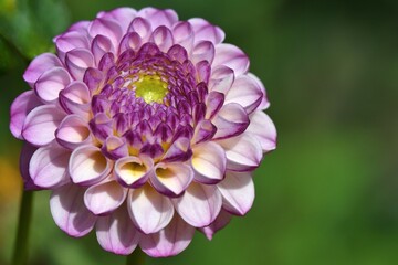 Fleur de dahlia 2 © Guy Pracros