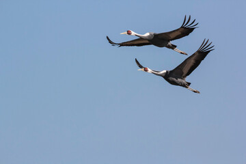 bird in flight