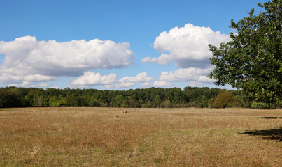 The Waldheide in Heilbronn, Baden-W&uuml;rttemberg, Germany, Europe.