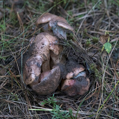 Mushrooms -Copper Spike -Chroogomphus rutilus. Mushroom colony just grow out of earth