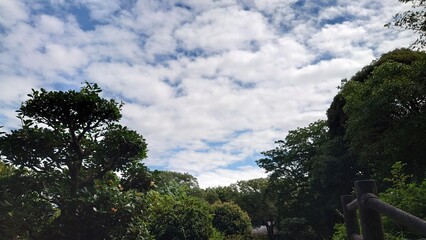 Fototapeta na wymiar beautiful blue sky through the trees