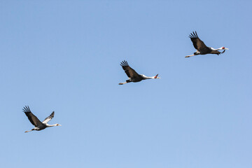 飛行する3羽の鶴