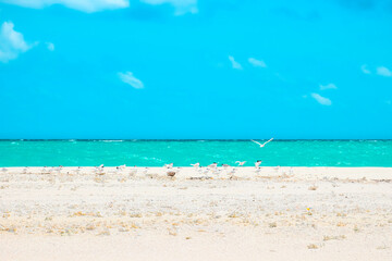 A captivating, hypercolorful dreamscape of birds on a sandy beach with clear turquoise water, perfect for projects showcasing vibrant, Afro-Caribbean influenced photo-realistic landscapes.