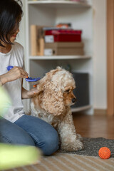 a young woman owner of a dog combs an American Cocker spaniel sitting on the floor in an apartment. the concept of daily pet care