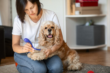 a young woman owner of a dog combs an American Cocker spaniel sitting on the floor in an apartment. the concept of daily pet care