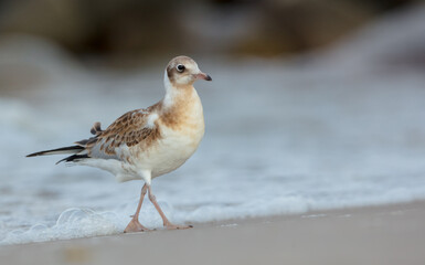 Black-headed Gull - juvenile bird on a sea cost 