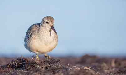 Obraz premium Red Knot - on the autumn migration way at a seashore