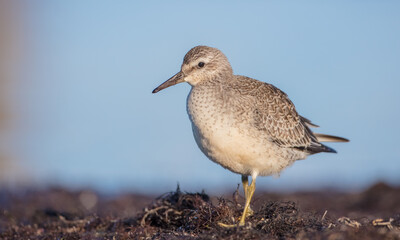 Red Knot - on the autumn migration way at a seashore