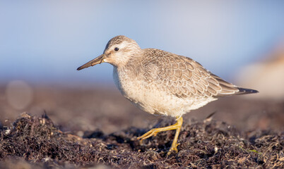 Red Knot - on the autumn migration way at a seashore