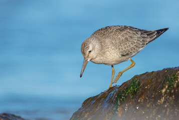 Red Knot - on the autumn migration way at a seashore