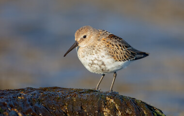 Dunlin - young bird at a seashore on the autumn migration way