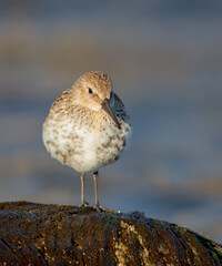 Dunlin - young bird at a seashore on the autumn migration way