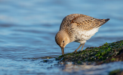 Dunlin - young bird at a seashore on the autumn migration way