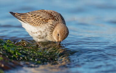 Dunlin - young bird at a seashore on the autumn migration way