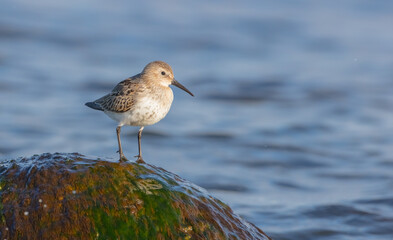 Dunlin - young bird at a seashore on the autumn migration way
