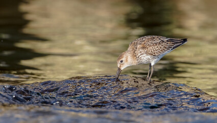Dunlin - young bird at a seashore on the autumn migration way